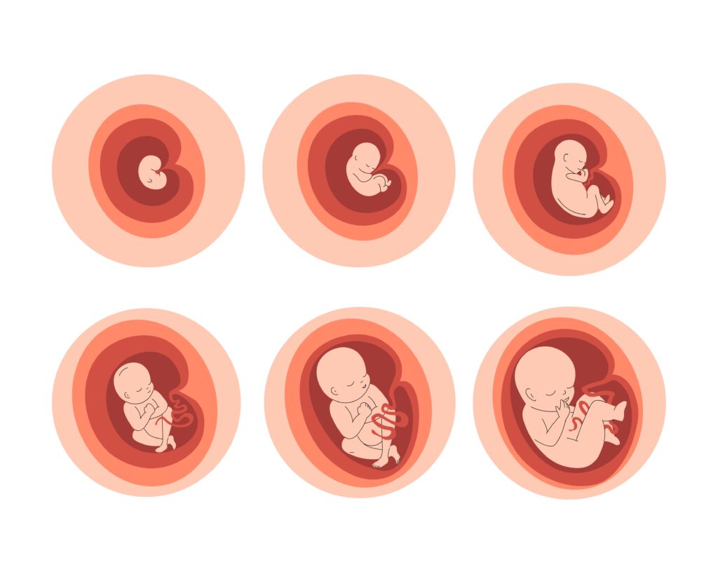 Blastocyst Culture