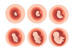 Blastocyst Culture